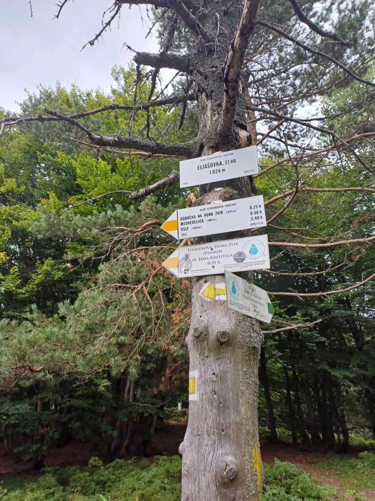 Tabliczki ze szlakami na drzewie